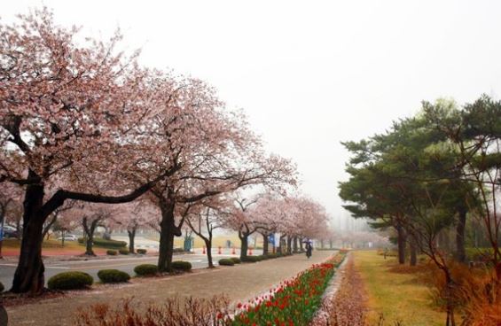 무안 벚꽃