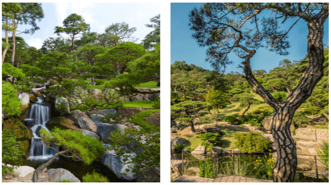 2025년 화담숲 벚꽃 사전예약 (입장료, 모노레일)