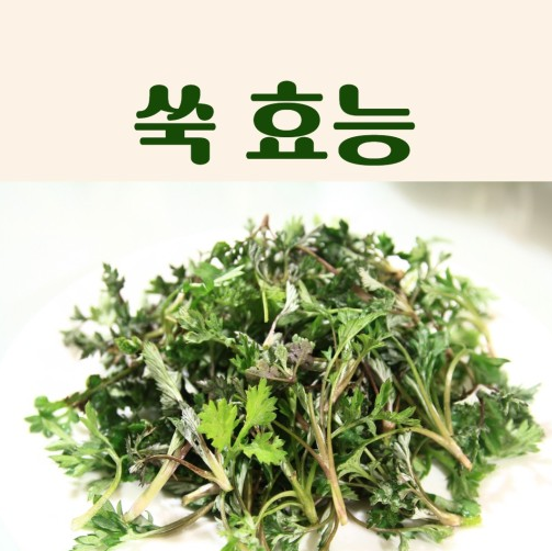 쑥 효능 인진쑥 개똥쑥 효능