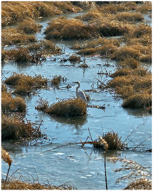 경포생태저류지