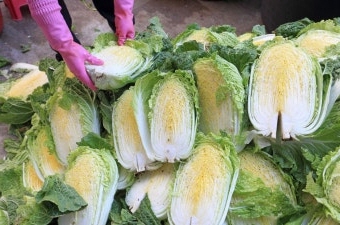 11월 제철음식 배추