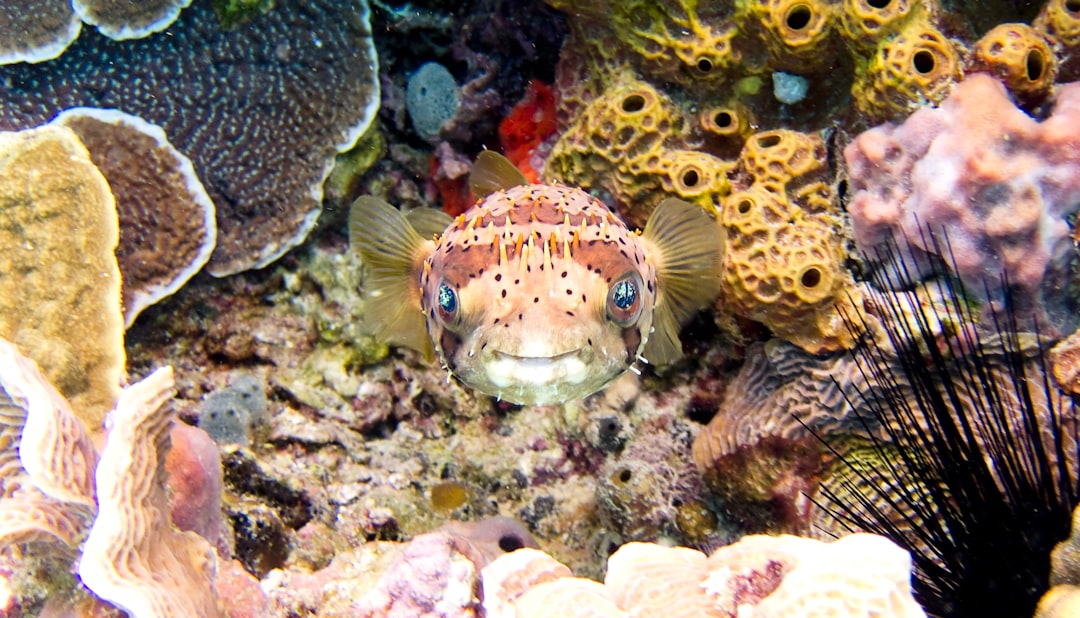 Puffer.