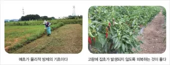 잡초 방제 전략 광폭멀칭 피복재 선발아 겨울관리_13