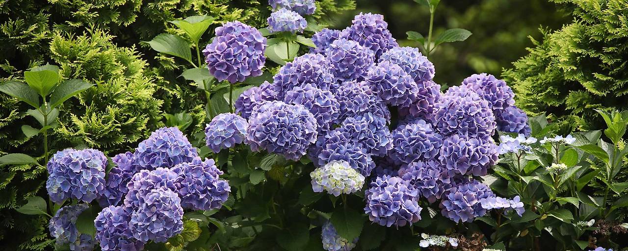 고성 그레이스정원 수국, 상리연꽃공원 여행 후 들르기 딱 좋은 감성 명소