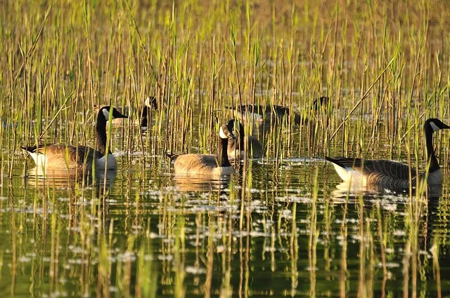 초보 농부 필독 비선택성 제초제 종류 근사미 vs 바스타 전격 비교 분석으로_3