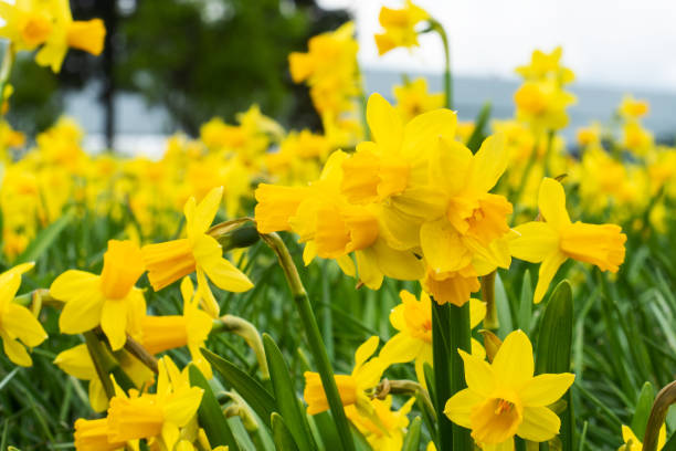 출처- 픽사베이 구례 지리산 치즈랜드 수선화 실시간 4월 국내여행 추천