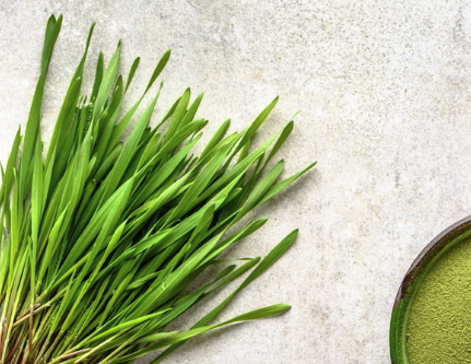 새싹보리 부작용