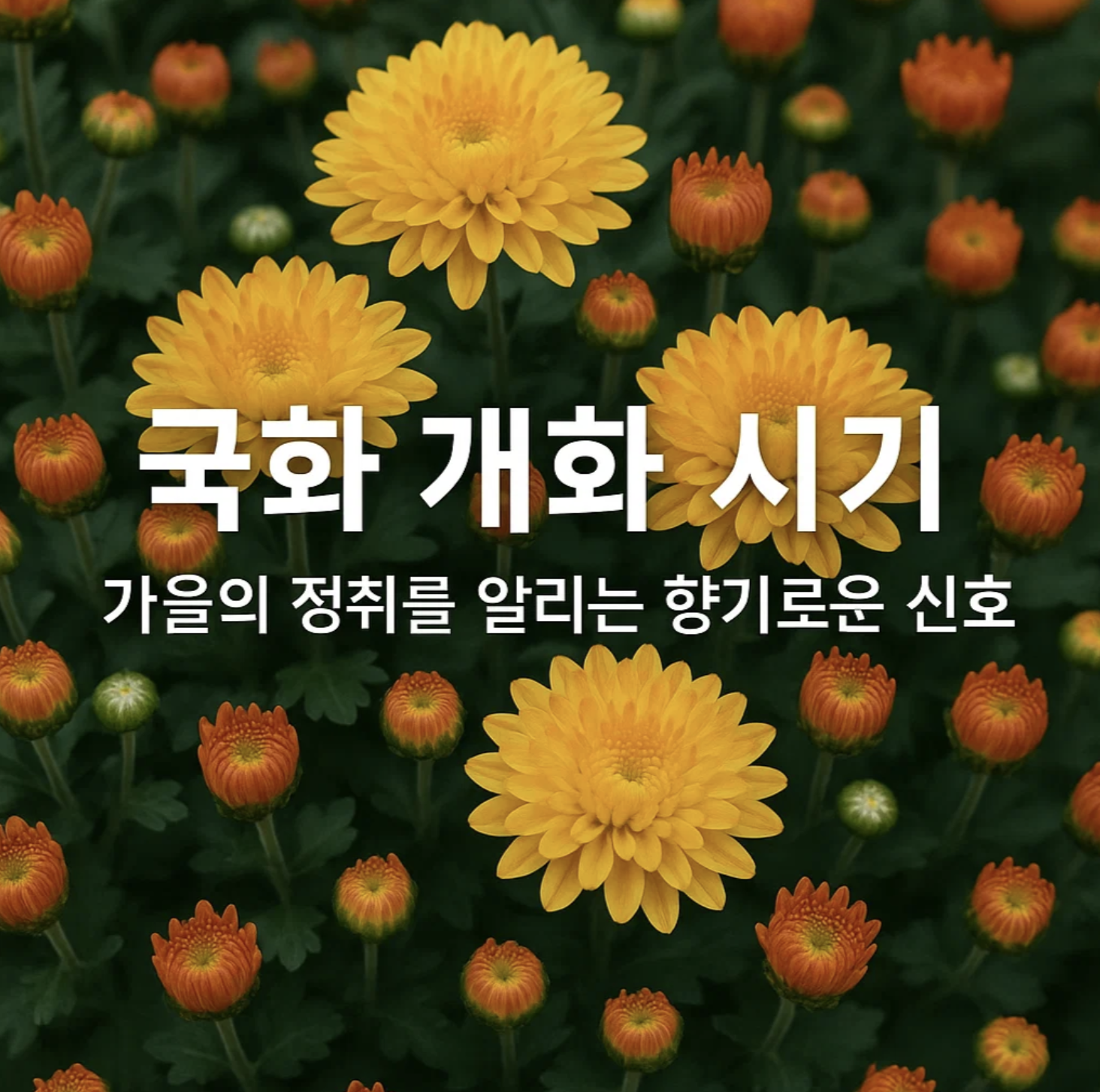 국화 개화 시기, 가을의 정취를 알리는 향기로운 신호