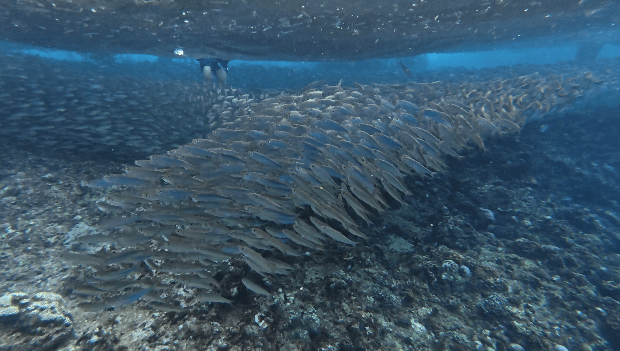 나팔링 정어리떼