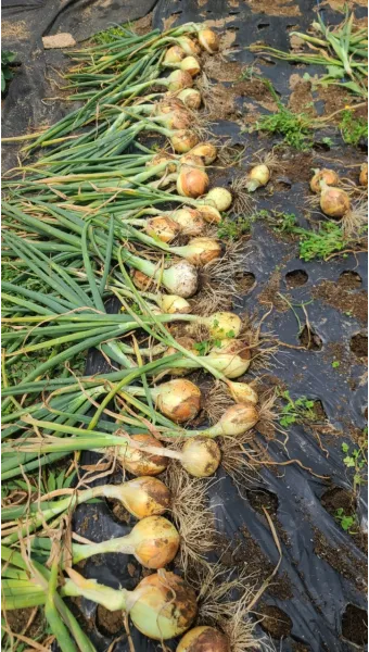 양파 수확시기_16