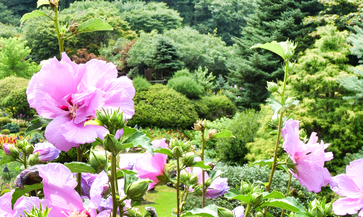 아침고요수목원 수국전시회&amp;#44; 6월 방문객이 몰리는 진짜 이유 3가지