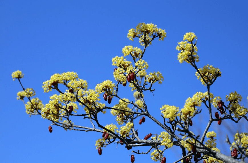 2025 구례 산수유 축제 관련사진