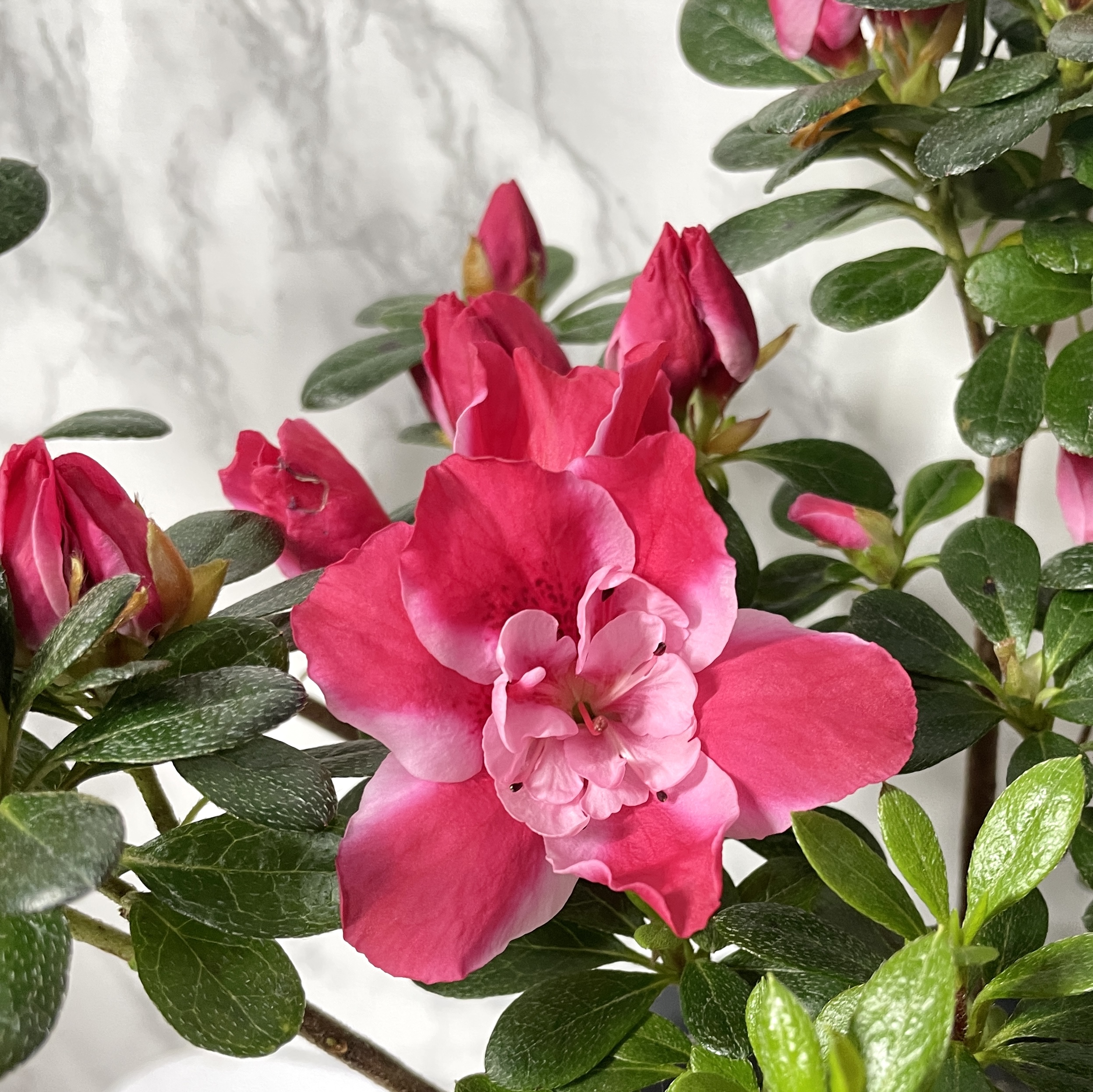 철쭉 아잘레아 삽목 방법, 심는 방법, 가지치기