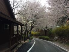 용문산 자연휴양림