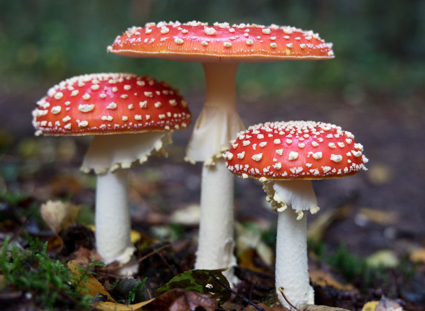 상황버섯 끓이는 법