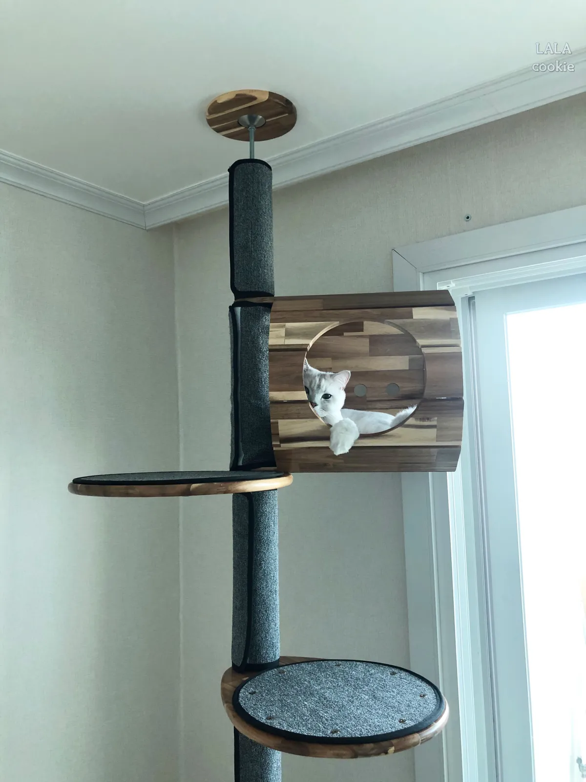 고양이-캣타워-추천-캣타워-위의-고양이