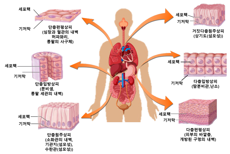 인간의 상피조직