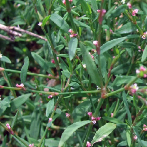 https://www.lawnweeds.co.uk/