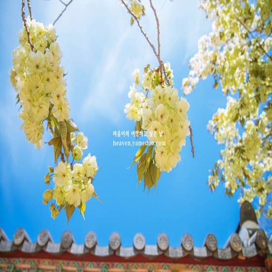 봄 여행지 베스트 50