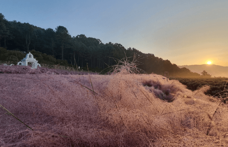 허브아일랜드 핑크뮬리축제