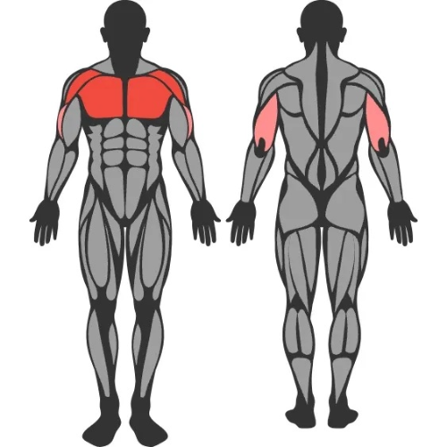 벤치 프레스 효과, Bench Press Benefits