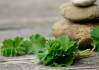 비단풀 효능과 부작용 총정리 : 전통 약초의 놀라운 기능