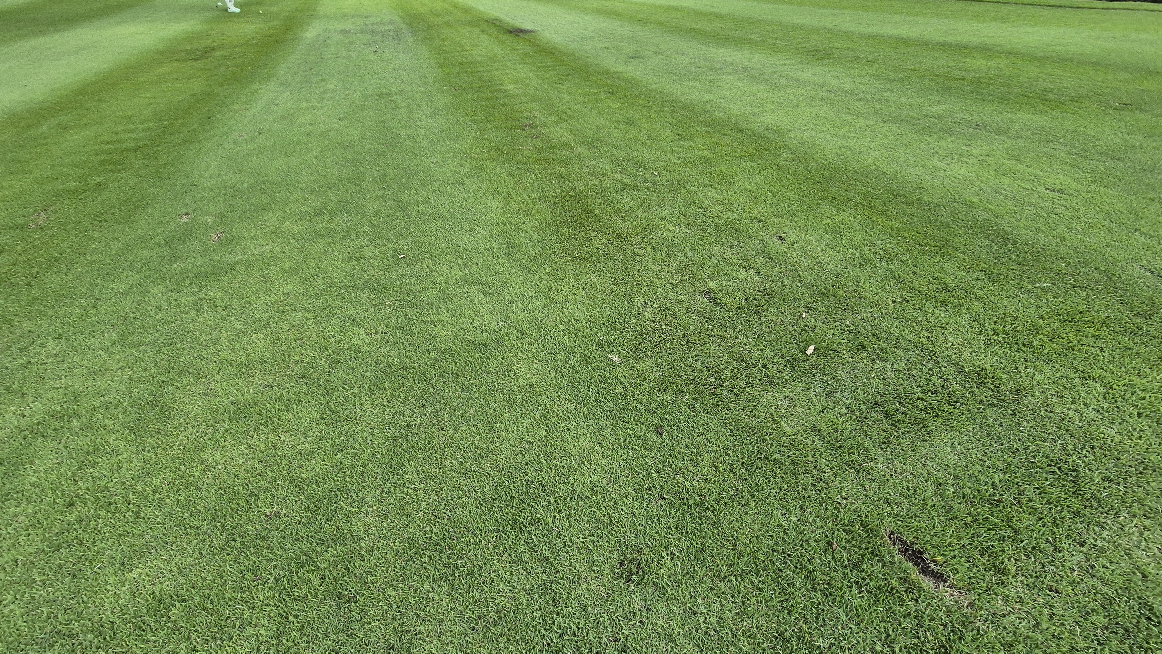 오크힐스cc 코스관리 상태