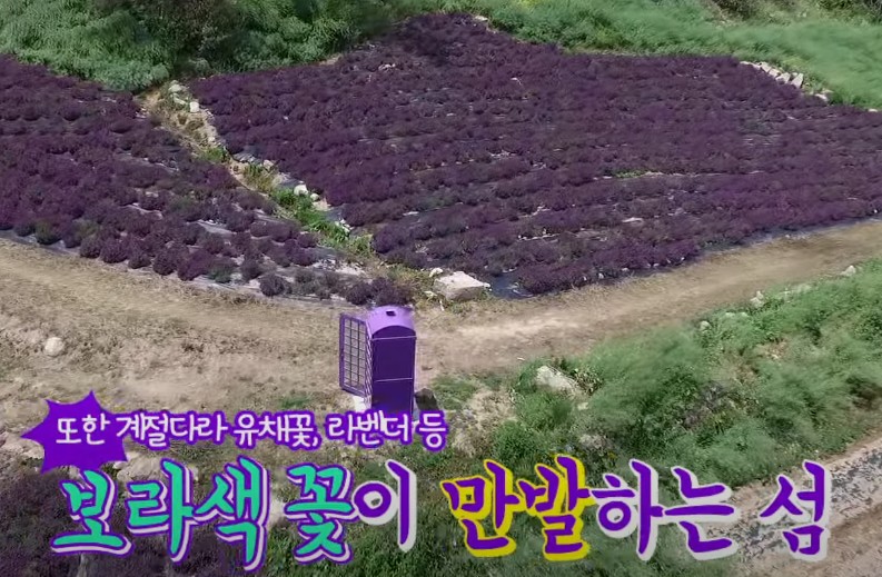 가을 꽃축제 - 10월 꽃축제 퍼플섬 입장료, 입장시간, 퍼플교
