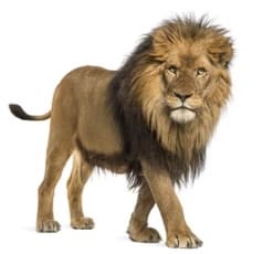 동물 꿈주제(사자)