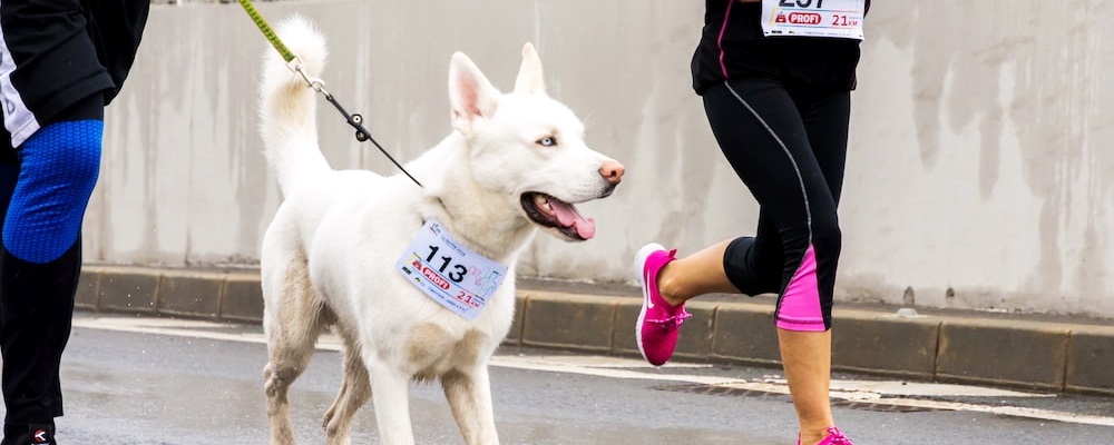 강아지 훈련 시키는 방법 1