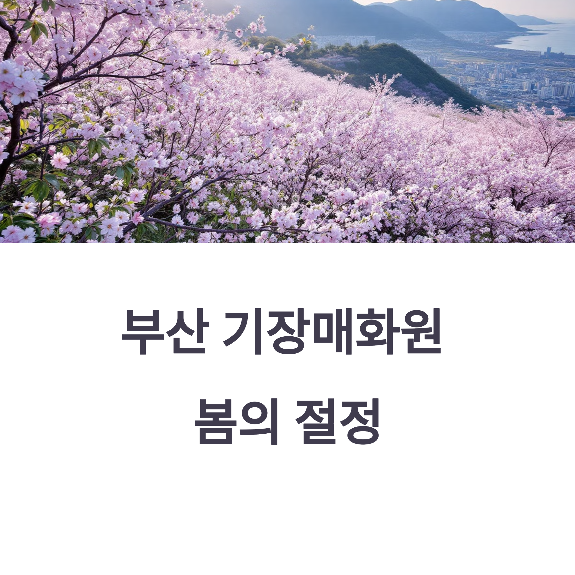 부산 기장매화원
