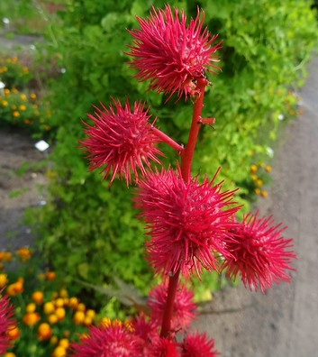 가을에 피는 꽃 아주까리