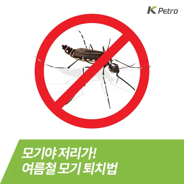 모기 박사님 추천 모기 퇴치법과 여름철 모기 없는 집 만들기 실전 전략_2