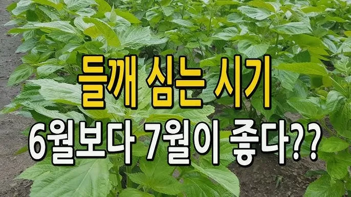 중부 남부 들깨 파종시기 및 들깨 재배방법 요약 정리_7