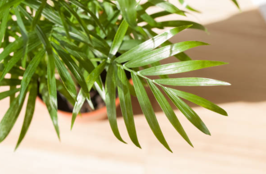 테이블야자 잎이 갈색으로 변하는 이유