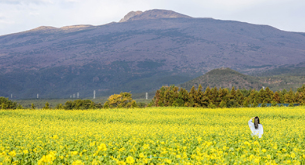2025 휴애리 유채꽃 축제