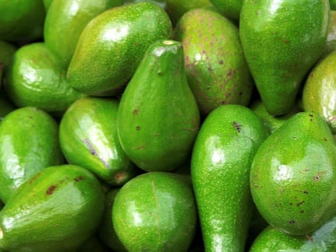 엑스트라 버진 아보카도 오일