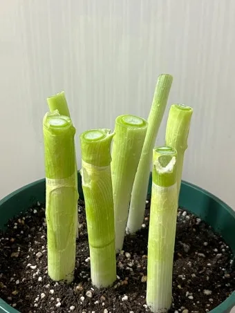 텃밭 대파 키우는 법 토양 북주기 웃거름 병해 예방_15