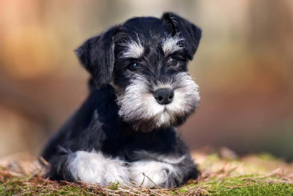 미니어처 슈나우저