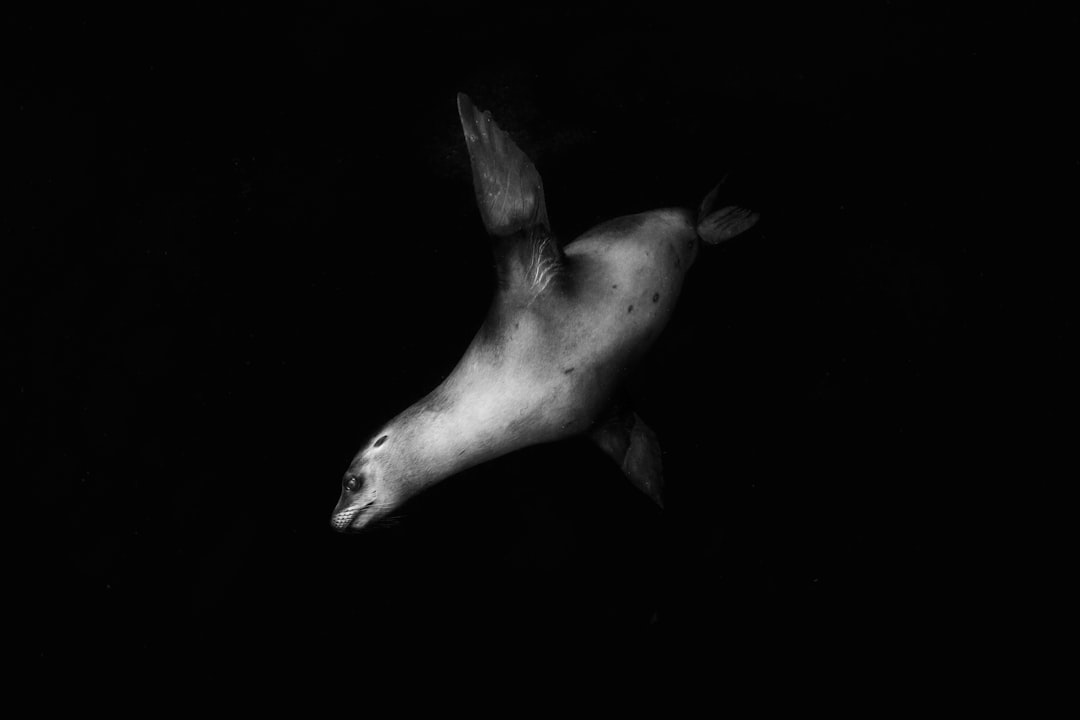Seal