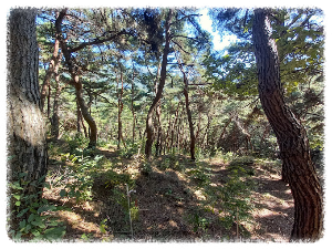 청룡산