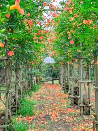 제주 여름 축제 일정표 불꽃놀이 포함 행사 소개_18