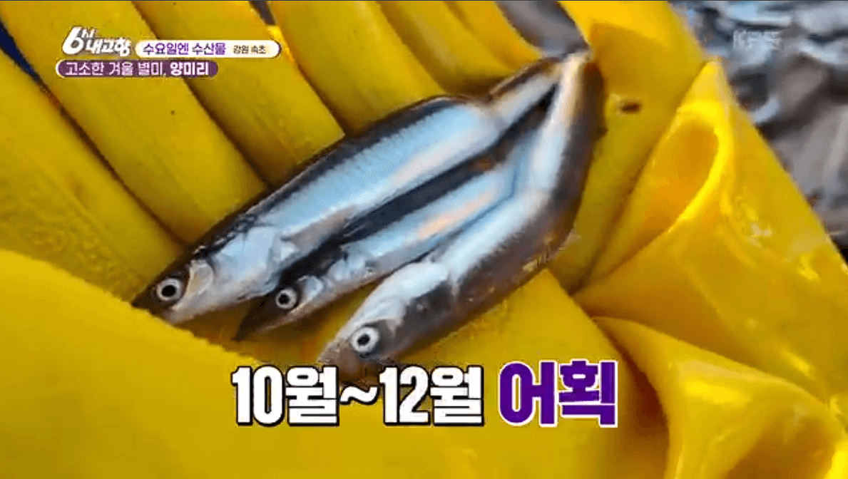 [6시내고향]강원도 속초 양미리 도루묵 오징어 &amp;#39;금성호&amp;#39; 택배 연락처 정보