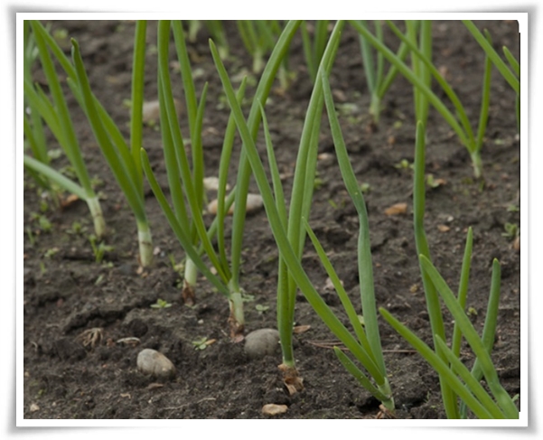 "9월에 심기 좋은 텃밭 작물" 풍성한 수확을 위한 최고의 작물 선택과 관리 비법!