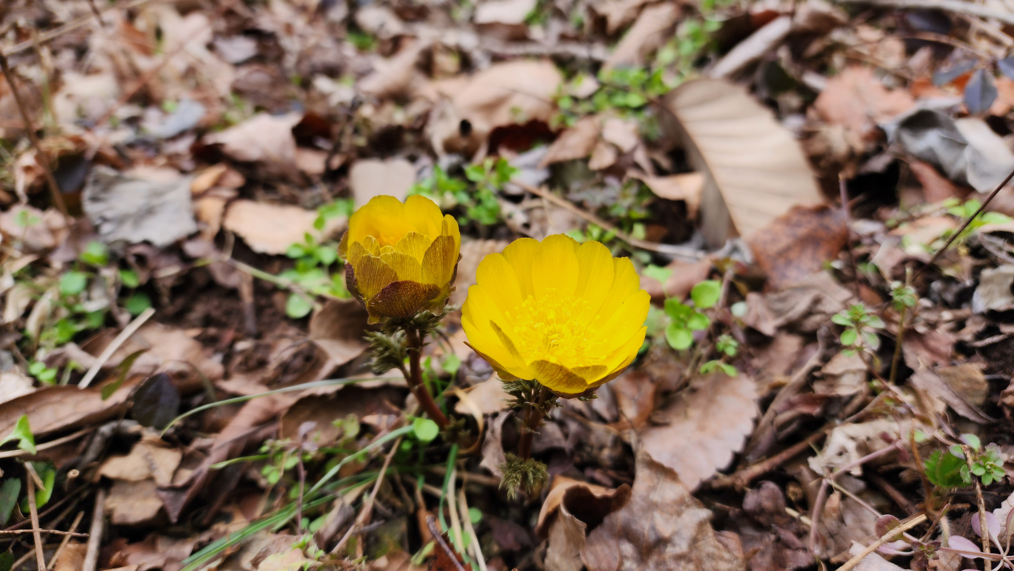 불명산(佛明山) 복수초(福壽草)