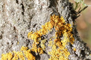 장마철 곰팡이 제거 확실한 방법2