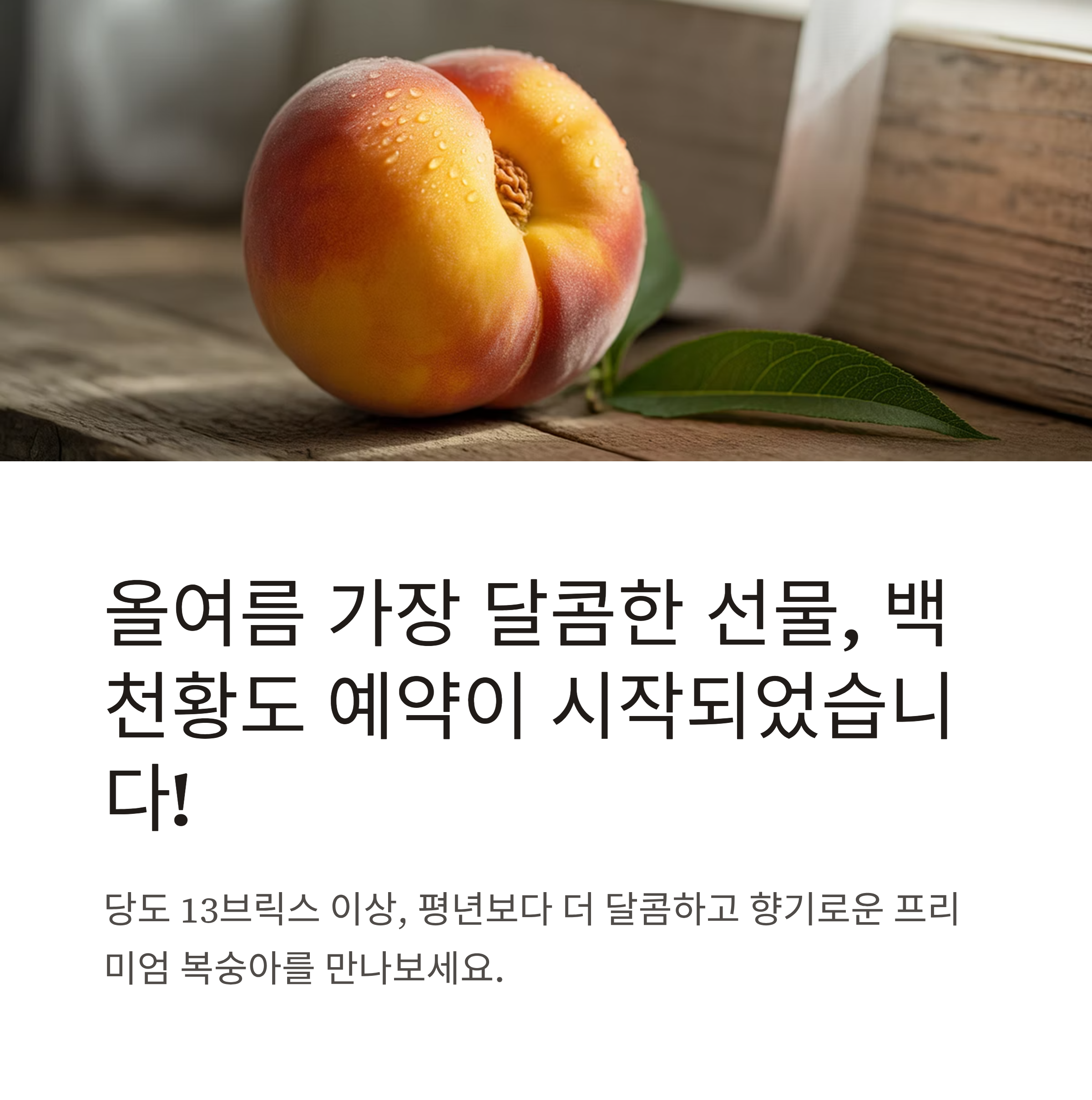 백천황도 복숭아의꽃 수확 시작! 달콤한 여름의 맛을 담다