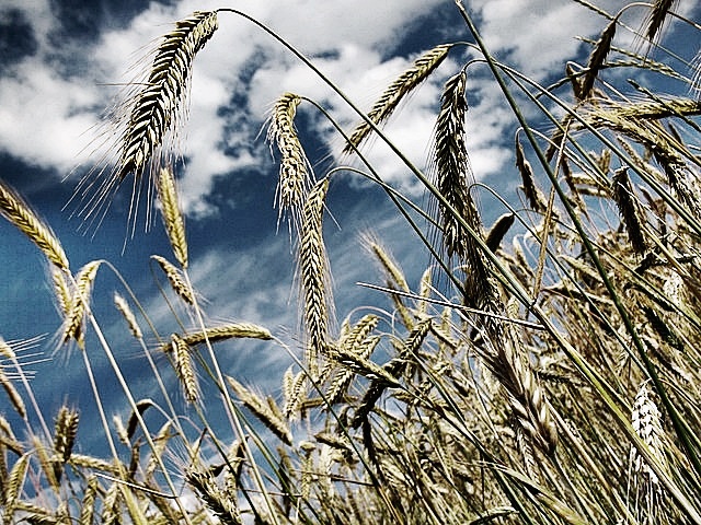 2024년 공익직불금 의무 교육 신청방법