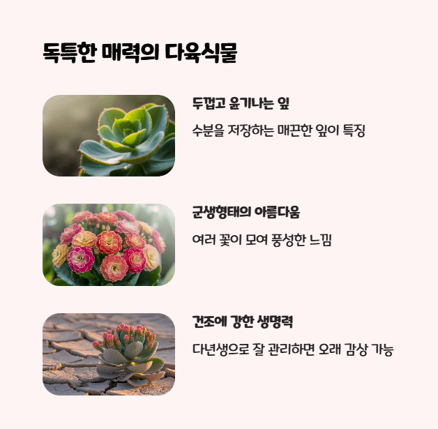 칼란디바