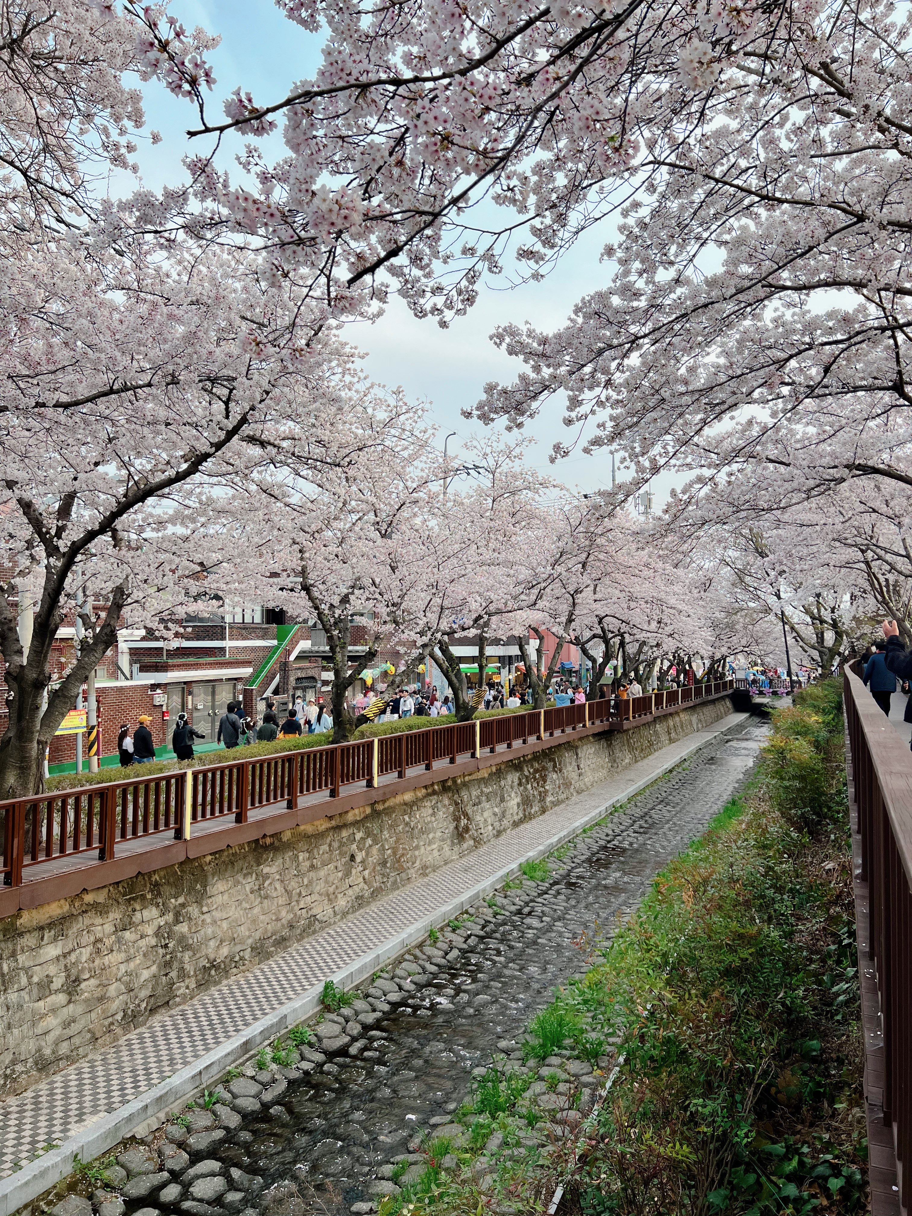 다강지로그 진해군항제 벚꽃사진